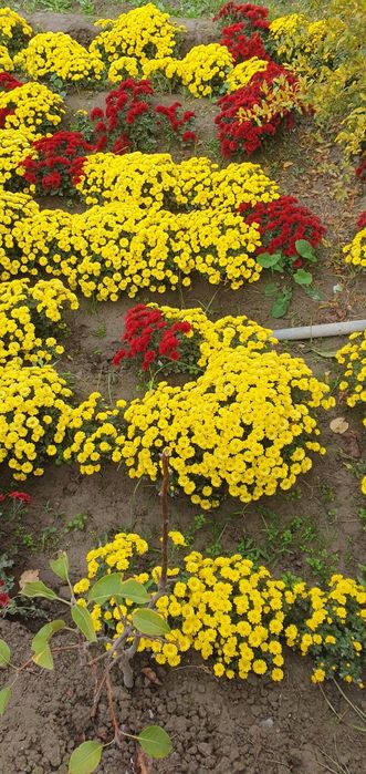 Цветы хирзантема