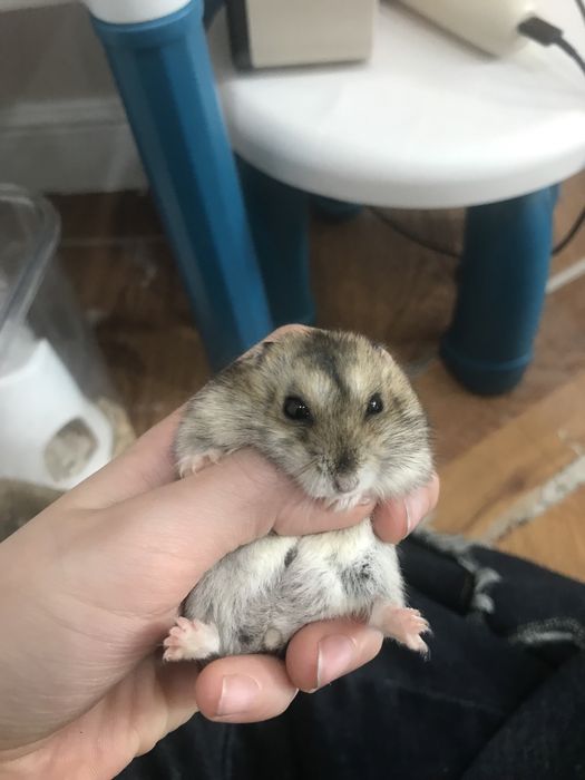 Хомяки ручные едят все