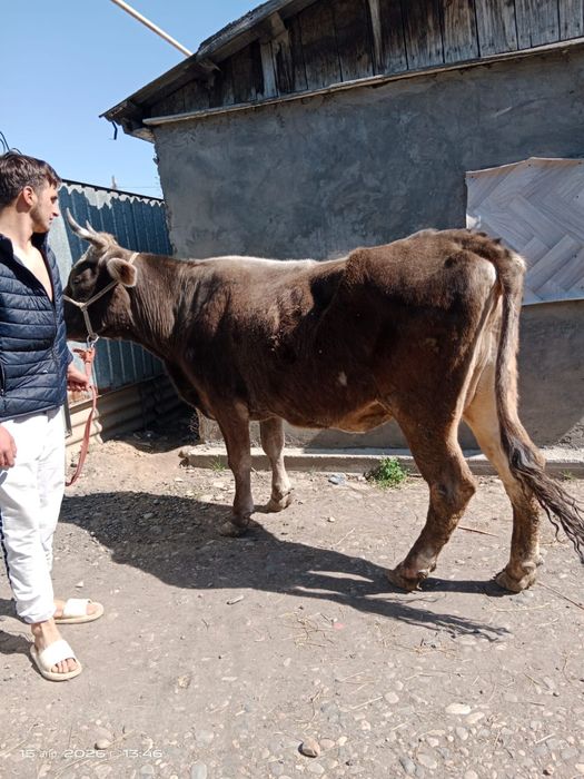 Корова Алатауская