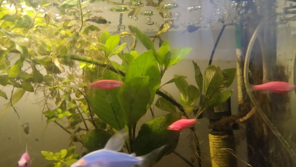 Продам аквариумные рыбки