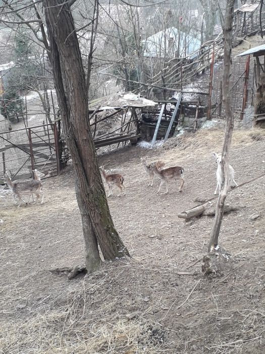 De vinzarr iezi lopătari