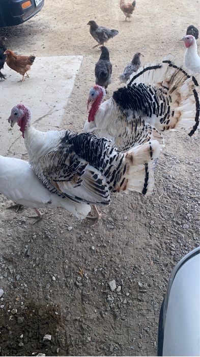 Продаётся Индюк…