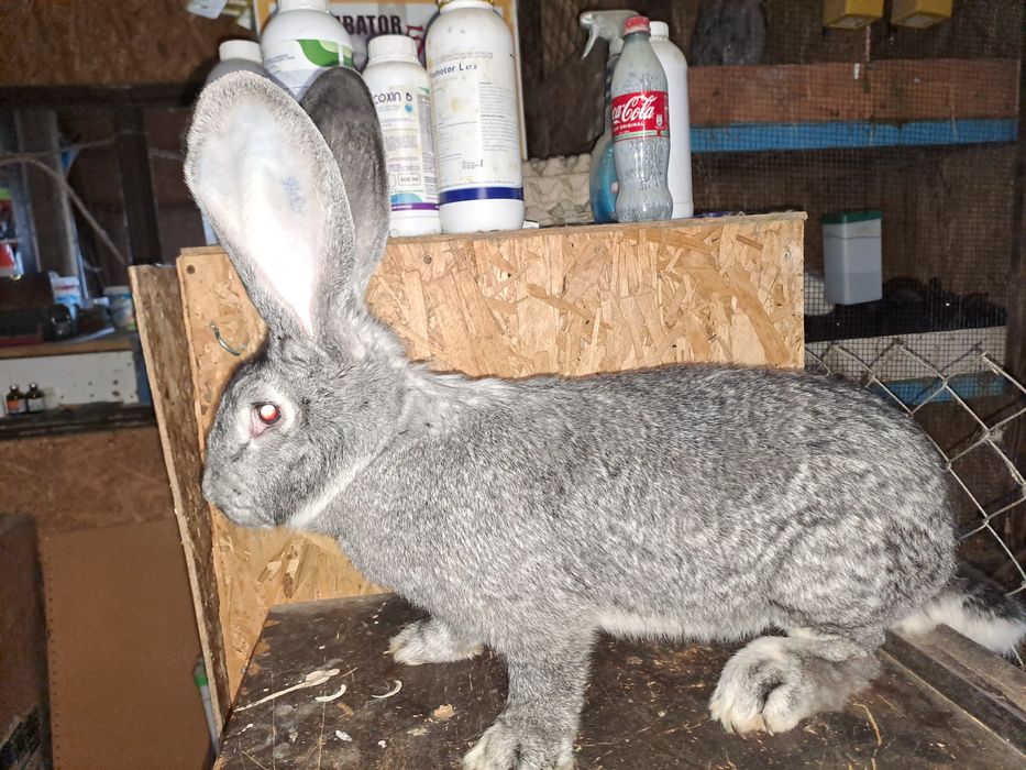 Femela urias german chinchilla montata