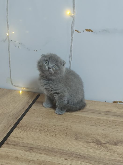 Котята Плюшевые Вислаушки