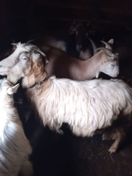 Vând Capre gestante