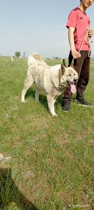 Одам сабаку хорошая