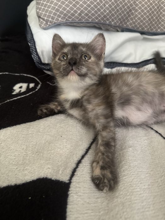 Котята бесплатно