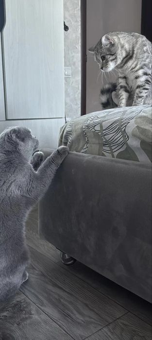 Отдам кошечку В добрые руки