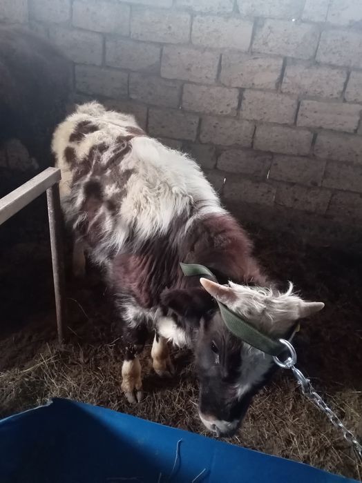 Қашар және баспақ сатылады