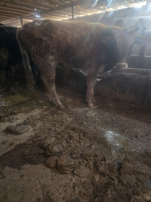 Продам бычка возраст 7 месяца