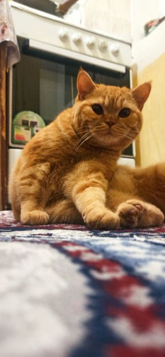 Ищем кошку. Вязка