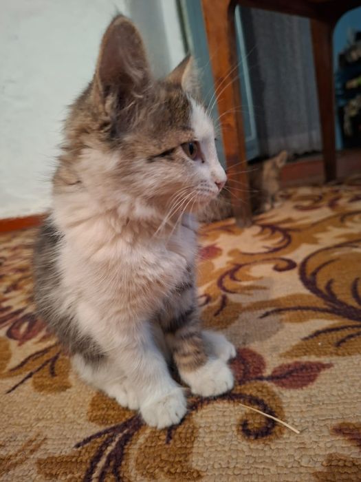 Отдам котят в добрые руки