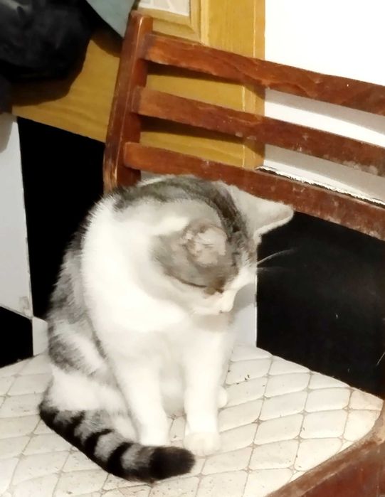 Отдам кошку в добрые руки