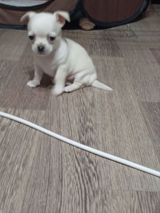 Продаётся щенок чихуахуа