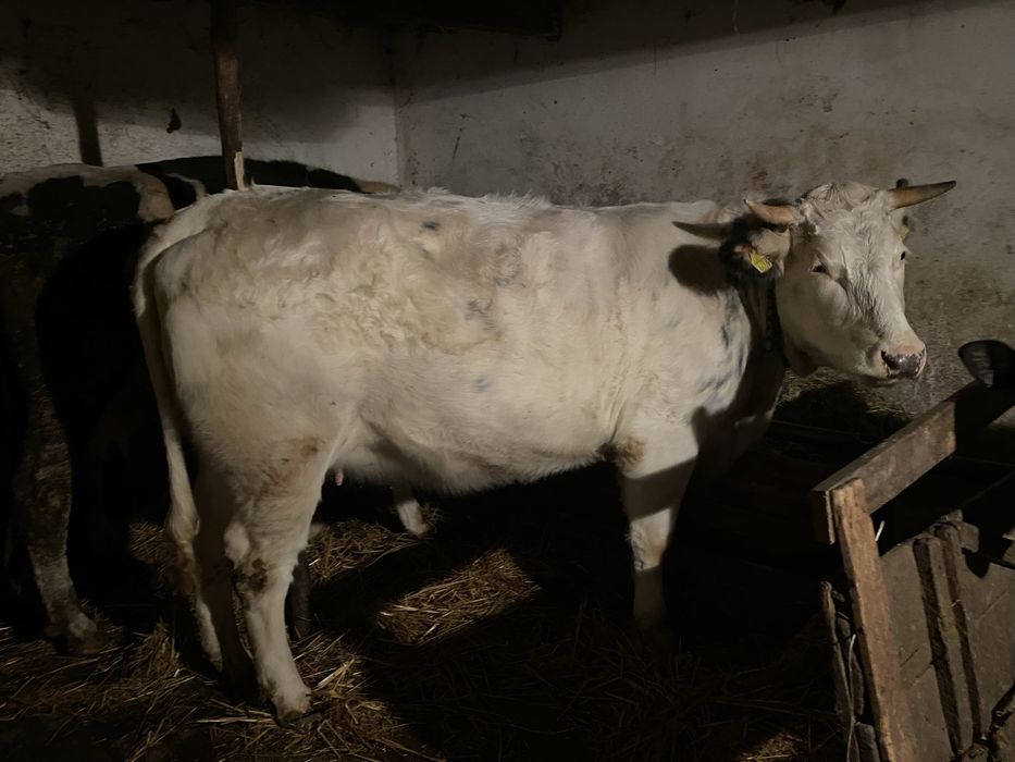 Vand jurinca belgian   Mama hostin de 2 ani gestanta in 7 luni  vitel