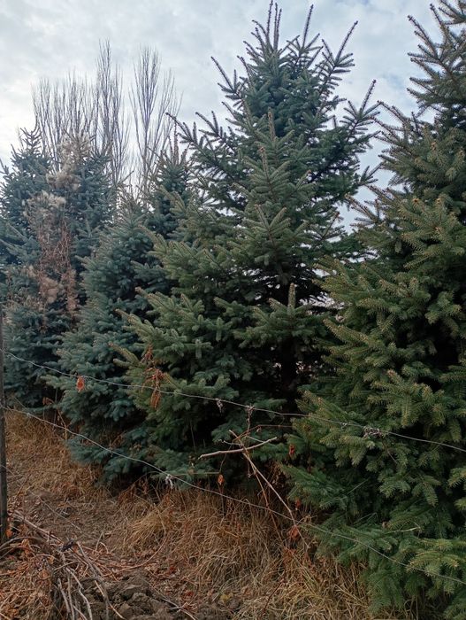 Продам ёлки молодые