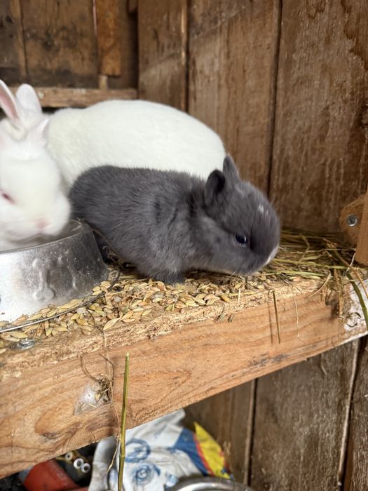 Iepurasi pitic olandez