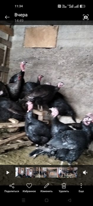 Курке индюки индейка