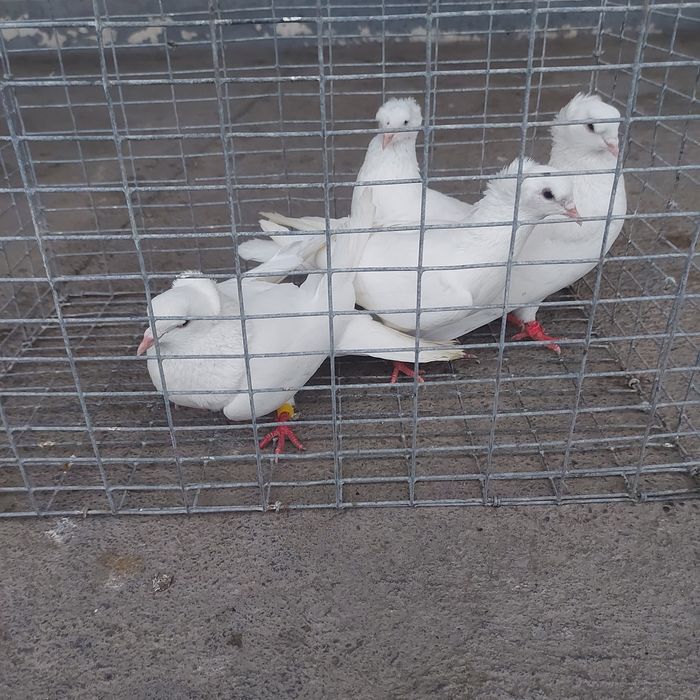 Бели чубати бровястые 2пара