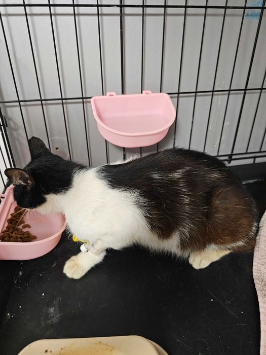 Pisica sterilizata foarte blândă