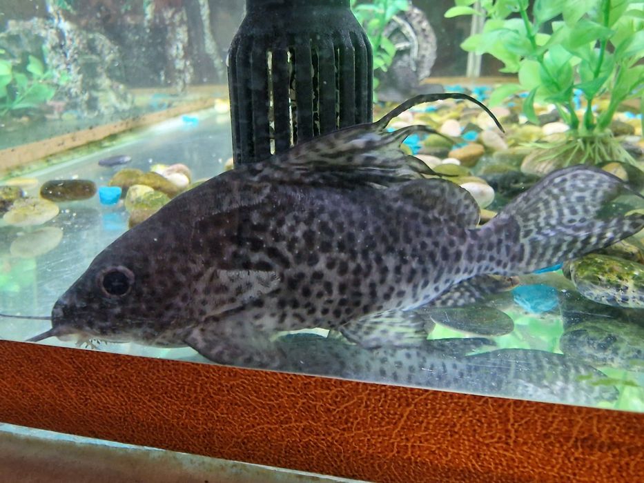 Аквариум 200л  с тумбой и рыбками