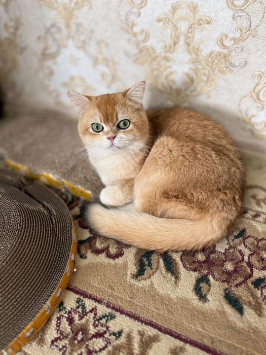Zalataya shinshilla ny12 Vyaska