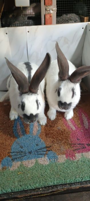 Iepuri de rast!!!