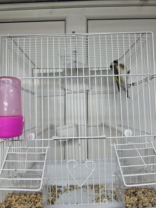 Сибиряк мальчики