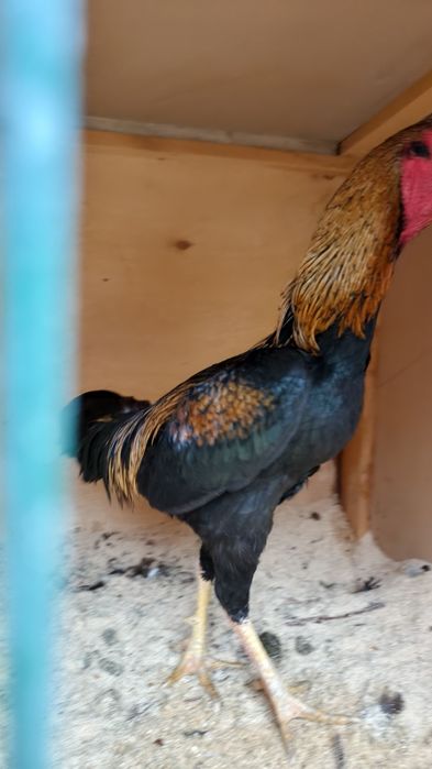 Дакан пары сатылады