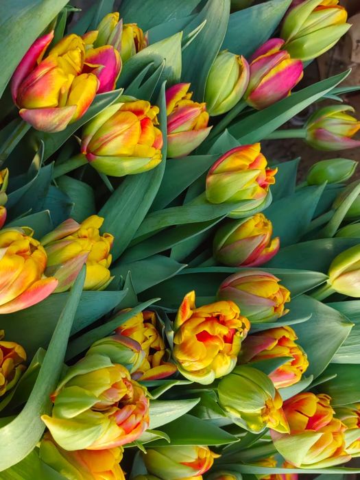 Цветы тюльпаны оптом голоандские