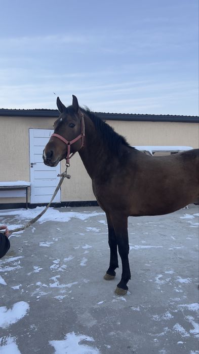 Продам лошадь срочно