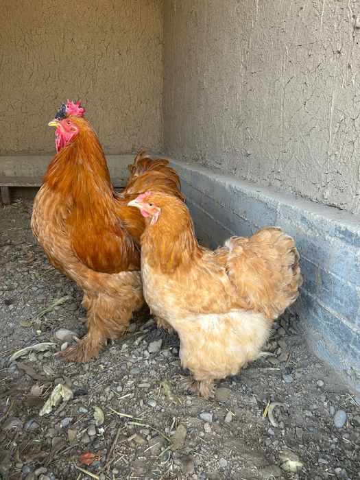 Яйца Брама, чистокровные домашние