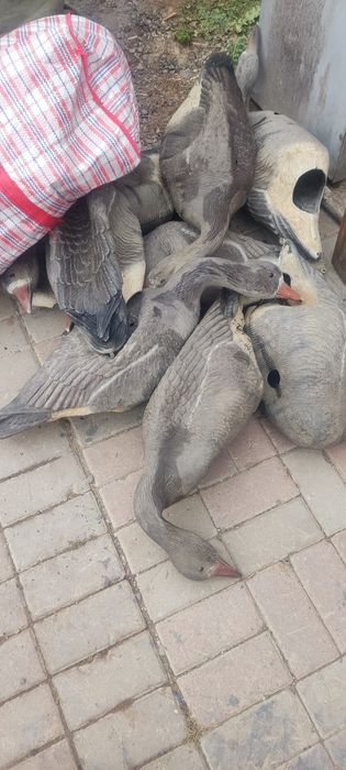 Продам гусинные профиля