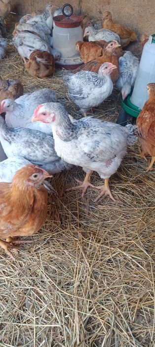 Pui rasa mixta,kabir și Monaco,puicute ouătoare,boboci rată