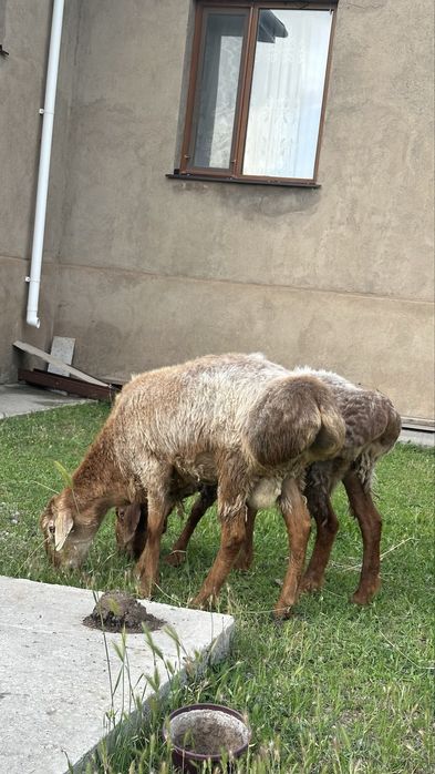 Бір қой бір қошқар бар
