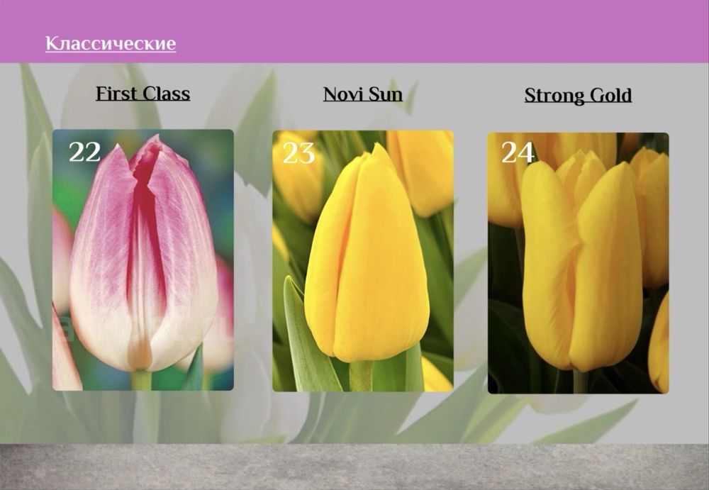 Тюльпаны Оптом от 395тг от 300шт‼️‼️‼️