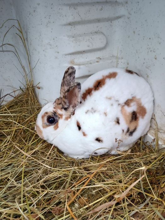 Iepurași Rex tricolor și berbec pitic