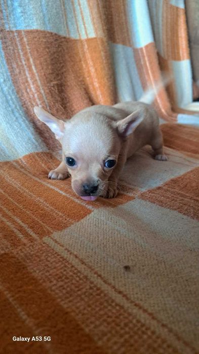 Продавам Мини Пинчер и Пинчер