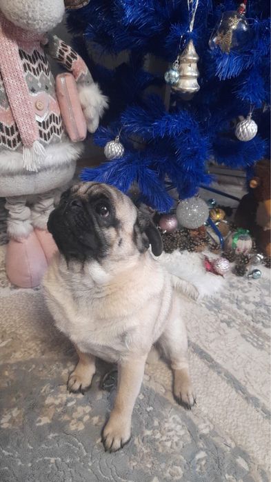 Продам мопса хороший