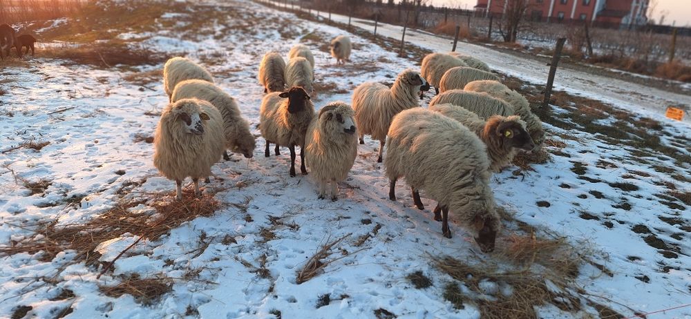 Vand 20 de oi turcane tinere