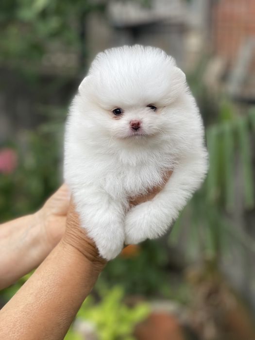 мини померанче