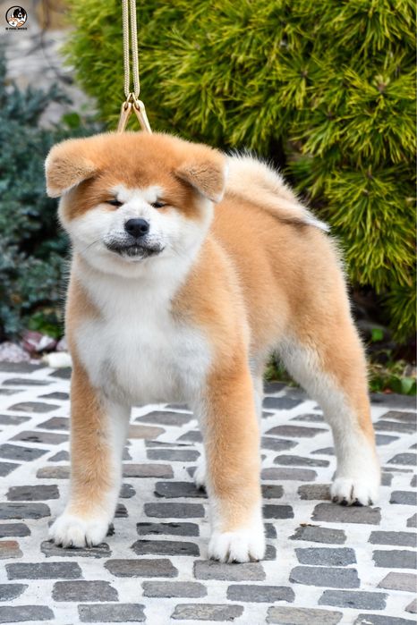 Akita Inu mascul
