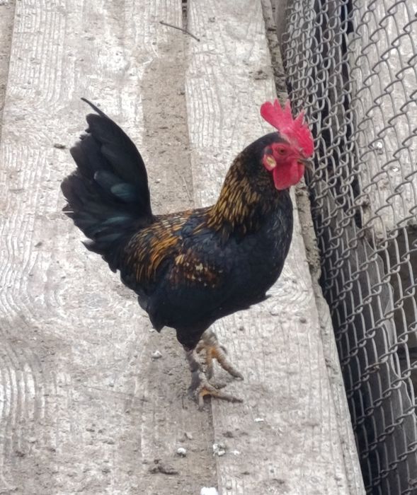 Cocoși   de ornament