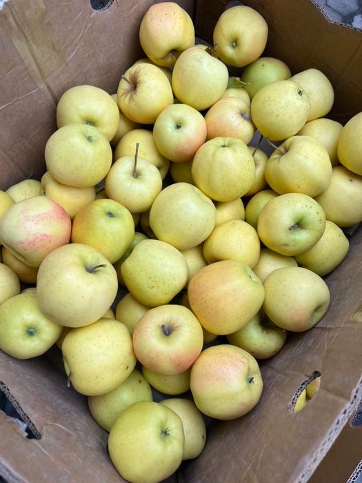 Апорт груша золотое яблоки