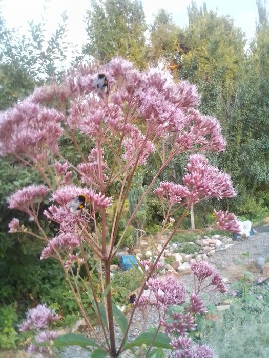 Продаю многолетние цветы дёшево