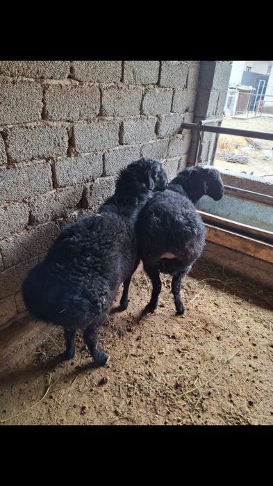 Қошқарлар сатылады .