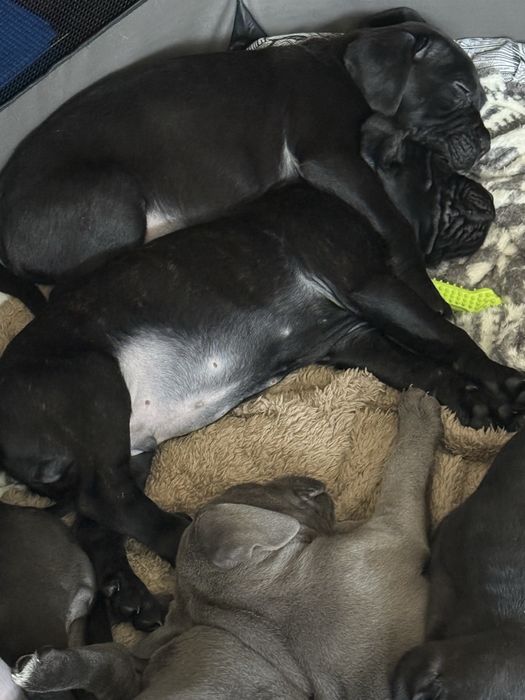 Кане Корсо / Cane Corso