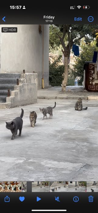 Статный британский кот в самые добрые руки!