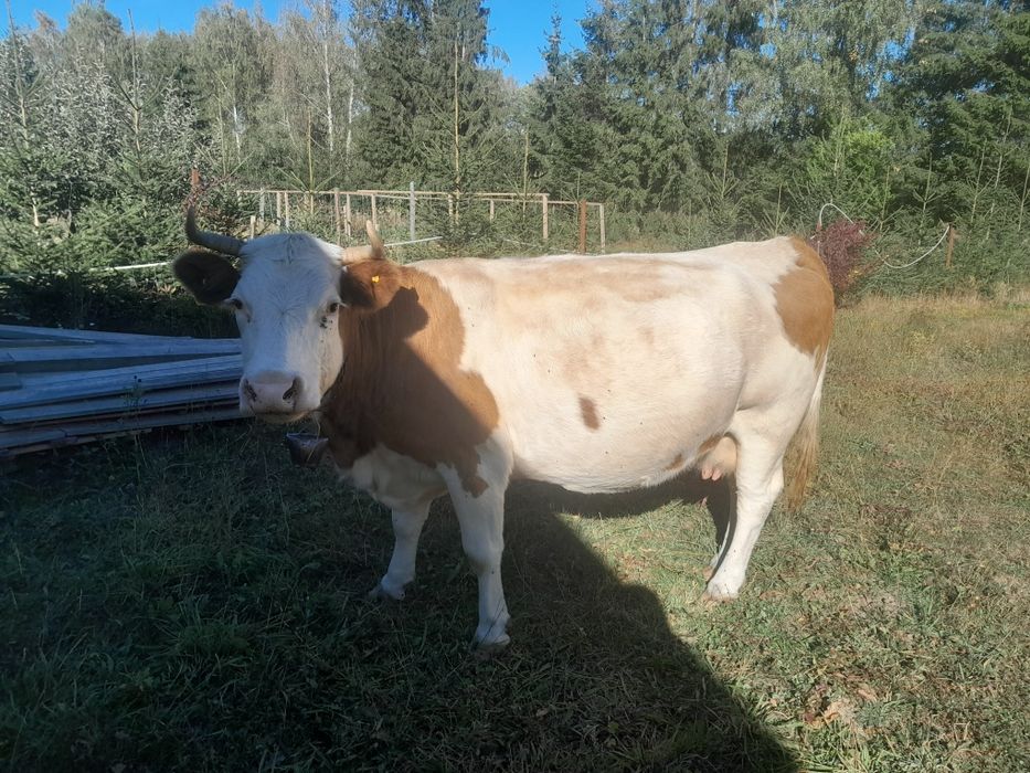 Vaca baltata de 8 ani