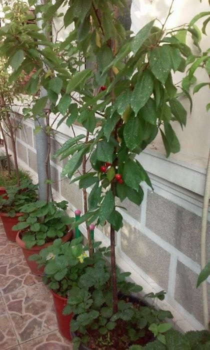 pomi fructiferi in ghiveci